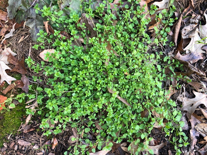 How to Get Rid of Chickweed Weeds Weed Control